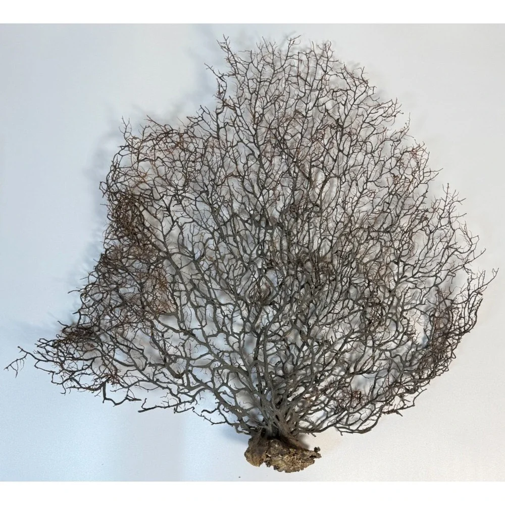 Gorgonia Sea Fan Costal Decor Item Vintage 18